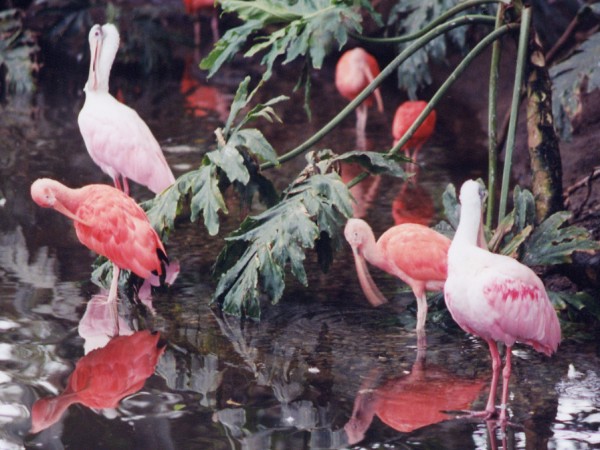 Rose and Pink Birds Wading