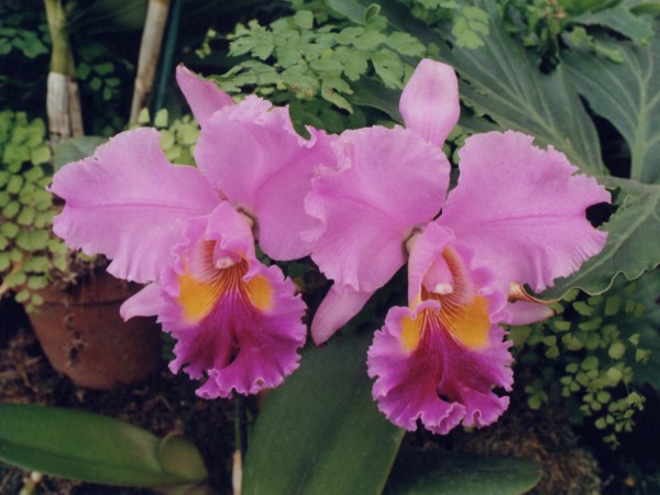 Orchid Fever 1
