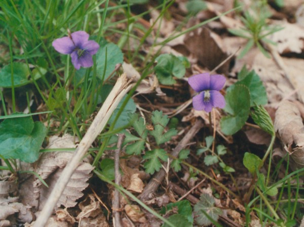 Clump of Violets
      on the Brown