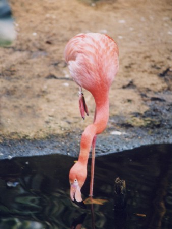 Flamingo Tango
