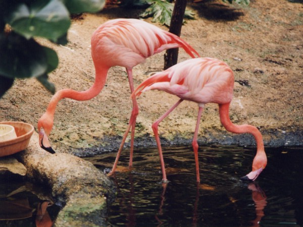 Flamingo Tango