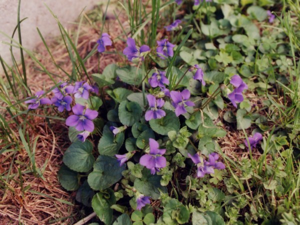 Clump of Violets Growing in my Yard