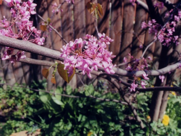 Little Pink Flowers on Tree Branch