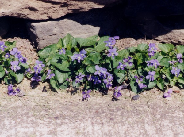 Violets Growing Between Rocks and Cement