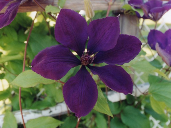 Clematis by Mary Milbert