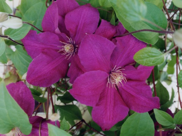 Clematis by Dawn Popelas
