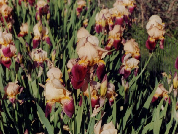 Burgundy and Gold Irises